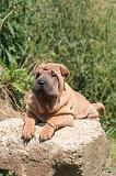 SHAR-PEI 889